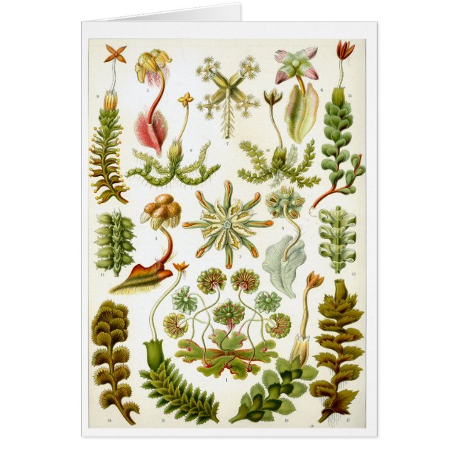 Haeckel_Hepaticae (Frente)
