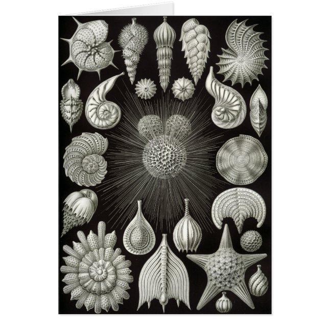 Haeckel negativo (Frente)