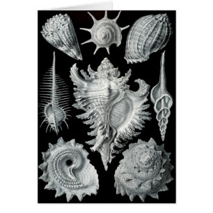 Haeckel negativo