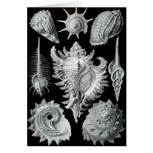 Haeckel negativo (Frente)