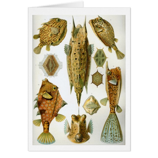 Haeckel_Ostraciontes (Frente)