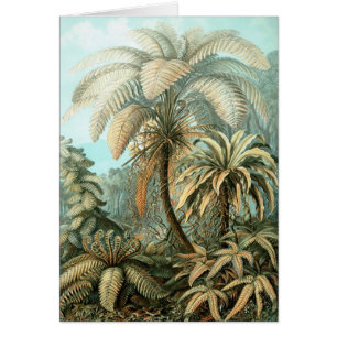 Haeckel Palm Tree