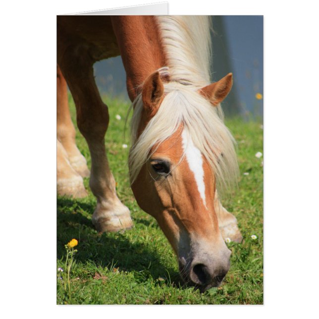 Haflinger (Frente)