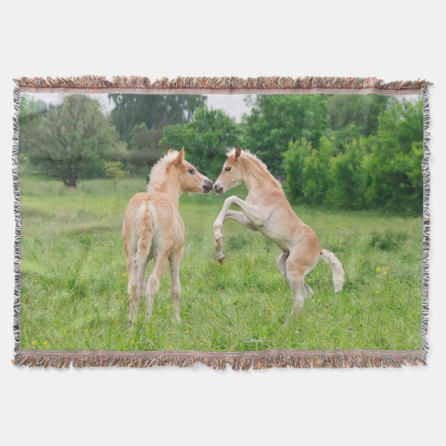 Haflinger equinos lindos potros de cría - manta (Anverso)