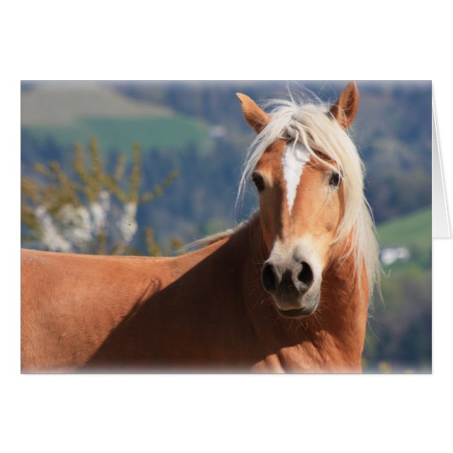 Haflinger Horse (Anverso (Horizontal))