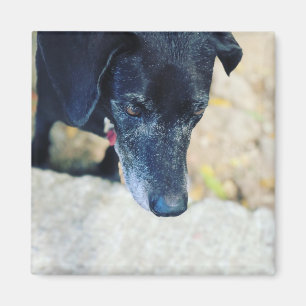 Haga su propio imán mascota