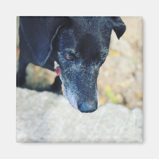 Haga su propio imán mascota (Frente)