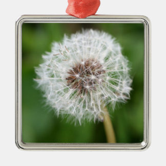 ¡Haga un deseo! Ornamento cuadrado del diente de