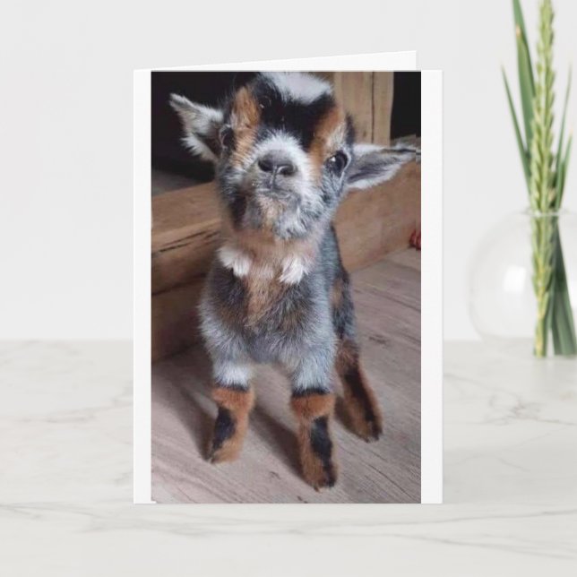 HAGA UN FAVOR A UN CABRITO TARJETA DE "RECUPÉRATE  (Anverso)