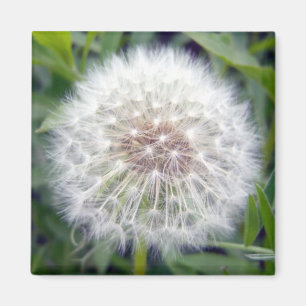 Haga un imán del deseo