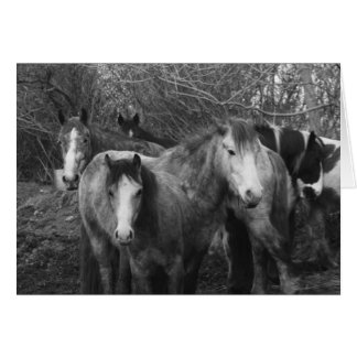 ¡Hagamos la Conga! por CatMac