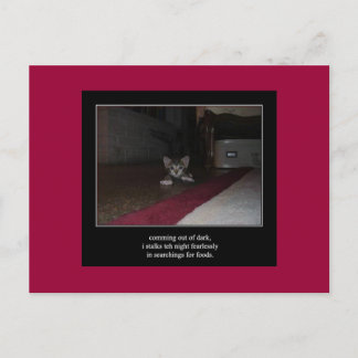 haiku cat 1 postal