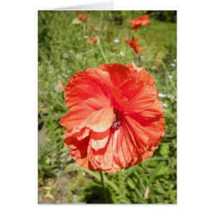 haiku de la amapola del verano