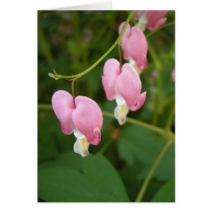 haiku de los corazones sangrantes