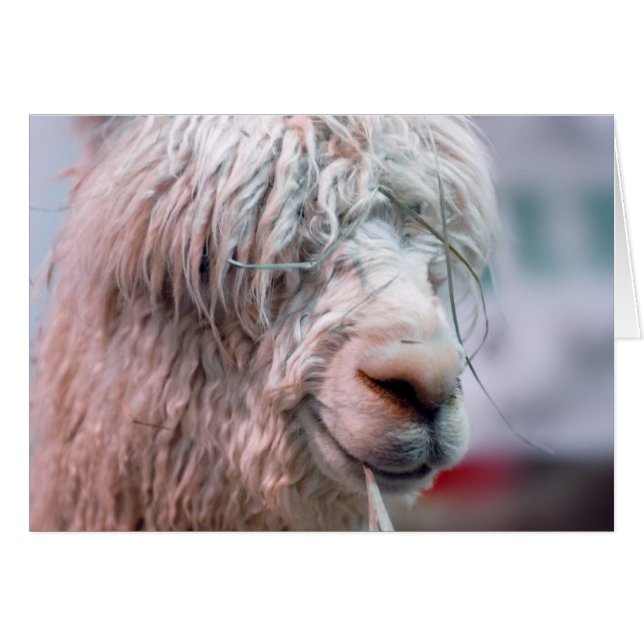 Hairy the Alpaca (Anverso (Horizontal))