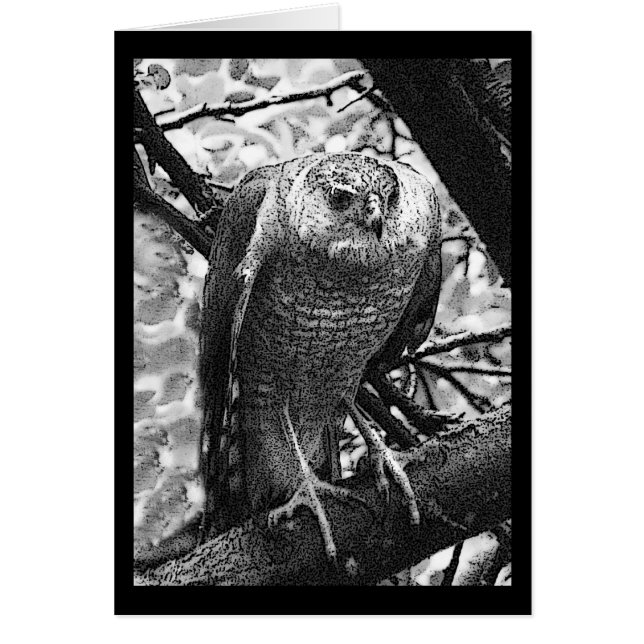 Halcón Agudo-Shinned (Frente)