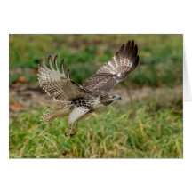 Halcón atado rojo no maduro