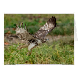 Halcón atado rojo no maduro