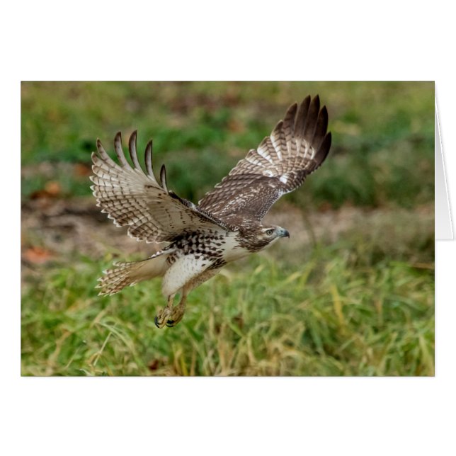 Halcón atado rojo no maduro (Anverso (Horizontal))