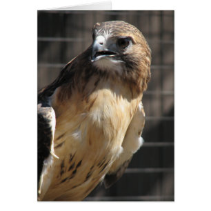 Halcón/Buzzard de cola roja