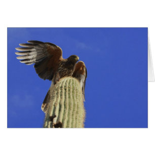Halcón de Harris sobre Saguaro Cactus