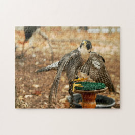halcón de peregrino, pájaro del rompecabezas de la