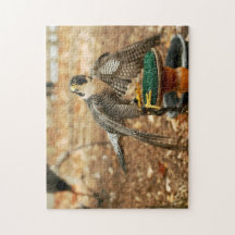halcón de peregrino, pájaro del rompecabezas de la