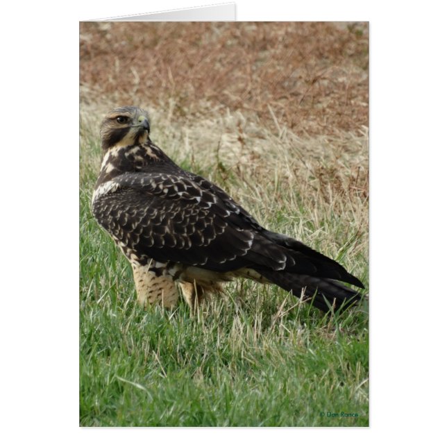 Halcón de Swainson B52 (Frente)