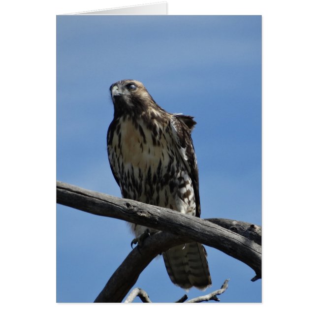 Halcón de Swainson B54 (Frente)