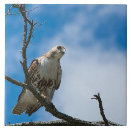 Halcón En La Caza Grande 6 x 6 Baldosa De Cerámica