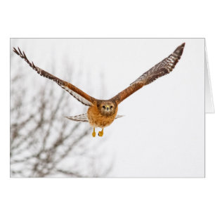 Halcón en vuelo