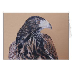 Halcón Harris inmaduro