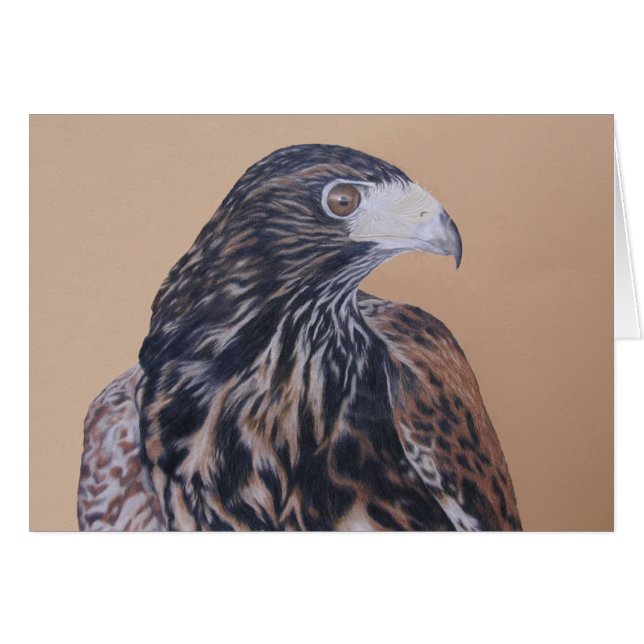 Halcón Harris inmaduro (Anverso (Horizontal))