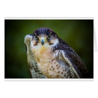Halcón Peregrino