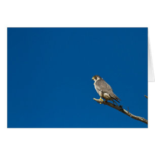 Halcón Peregrino