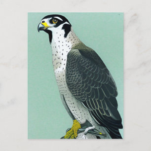 Halcón Peregrino - Tarjeta de arte para aves silve