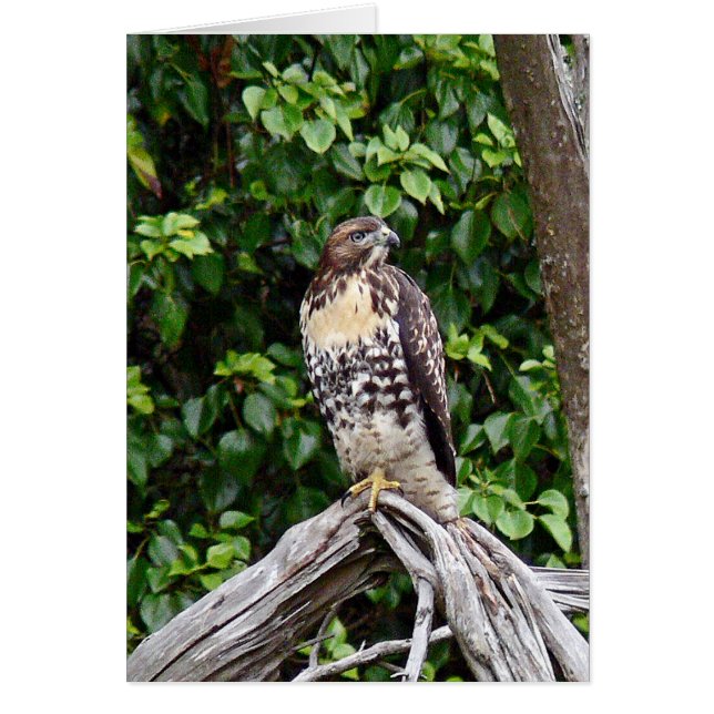Halcón rojo-atado joven (Frente)
