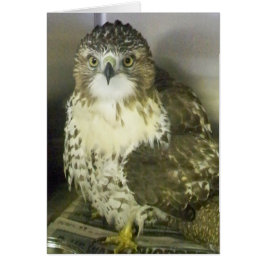 Halcón rojo con cola