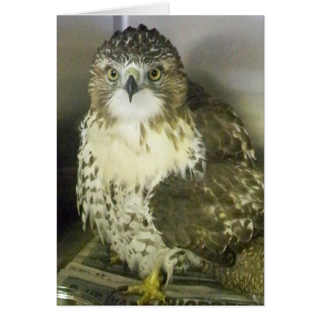 Halcón rojo con cola (Frente)