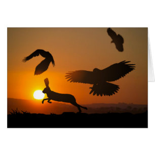 Halcones de Harris que cazan la tarjeta