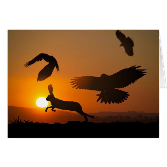 Halcones de Harris que cazan la tarjeta (Anverso (Horizontal))