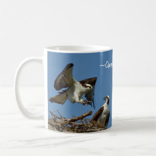Halcones de Osprey que vuelan la taza de la