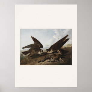 Halcones Peregrinos de Audubon - Arte de aves vint