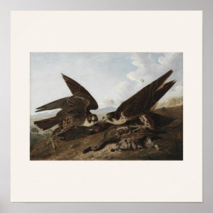 Halcones Peregrinos de Audubon - Arte de aves vint