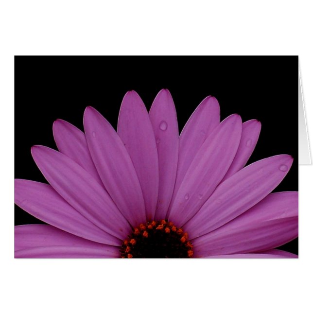 Half Daisy (Anverso (Horizontal))