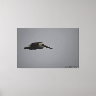 Half Moon Bay Fierce Pelican III - Lienzo envuelto