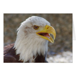 Haliaetus leucocephalus