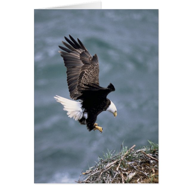 Haliaetus leucocephalus (Frente)