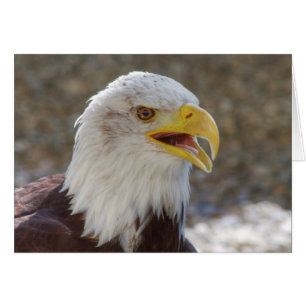 Haliaetus leucocephalus