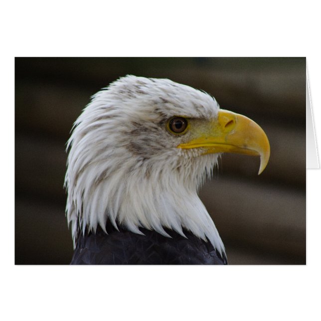 Haliaetus leucocephalus (Anverso (Horizontal))